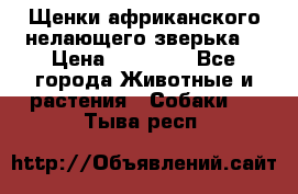 Щенки африканского нелающего зверька  › Цена ­ 35 000 - Все города Животные и растения » Собаки   . Тыва респ.